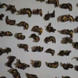100 Pieces of Medium Snails – ₦38,000